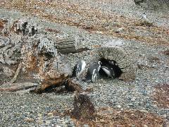 The penguin hideout transmitted by Lorenzo via satellite phone